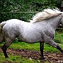 Spanish Norman Horse 1 (32)